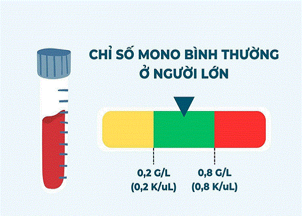 <center><em>Giá trị chỉ số MONO trong máu ở ngưỡng bình thường</em></center>